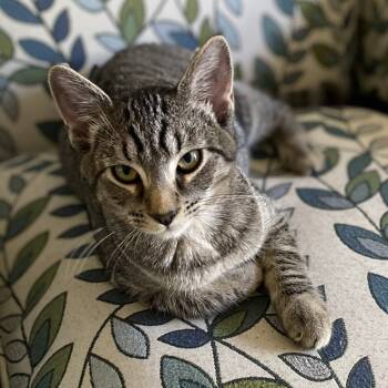 Rescue Domestic Short Hair Cats for Adoption in Sonoma, California - Jojo (Leif) | PetCurious