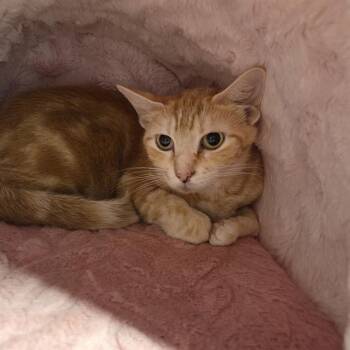 PHEONIX -  Domestic Short Hair Cat for Adoption in Palmetto, Florida - PHEONIX | PetCurious