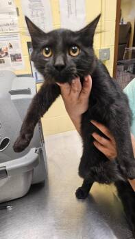 Cluster -  Domestic Short Hair Cat for Adoption in Crossville, Tennessee - Cluster | PetCurious