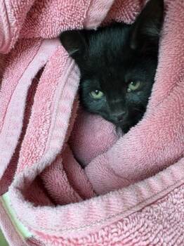 Rescue Domestic Medium Hair and Domestic Short Hair Cats for Adoption in Longmont, Colorado - Coach | PetCurious