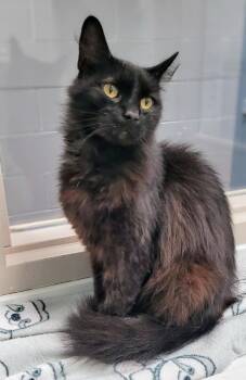 Teddy -  Domestic Short Hair Cat for Adoption in Bloomington, Indiana - Teddy | PetCurious
