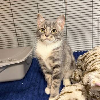 Devon -  Domestic Short Hair Cat for Adoption in Hampton Bays, New York - Devon | PetCurious