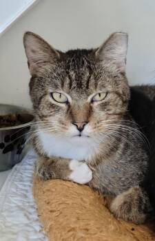 Domestic Short Hair Cats Available for Adoption - Andy Yo | PetCurious