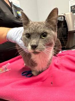 Aegon -  Domestic Short Hair Cat for Adoption in Bloomington, Indiana - Aegon | PetCurious