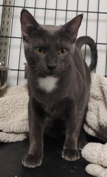 Virgo -  Domestic Short Hair Cat for Adoption in Herndon, Virginia - Virgo | PetCurious