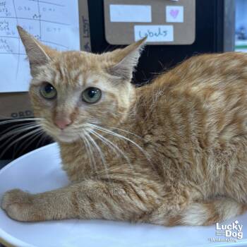 Domestic Short Hair Cats Available for Adoption in Washington, District Of Columbia - Rosemary | PetCurious
