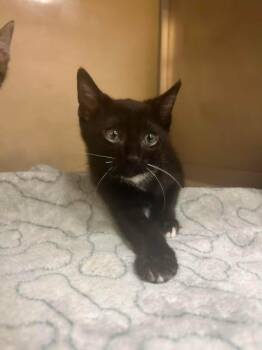 JON JON -  Domestic Short Hair Cat for Adoption in Fort Myers, Florida - JON JON | PetCurious
