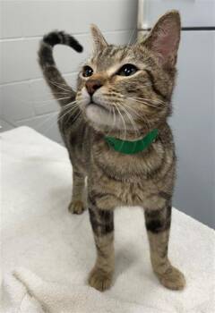 FANTASMA -  Domestic Short Hair Cat for Adoption in Peoria, Illinois - FANTASMA | PetCurious