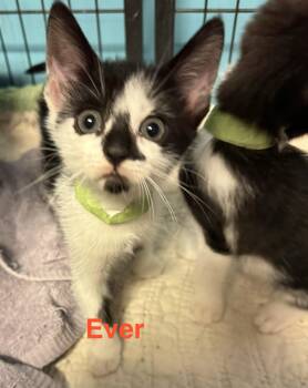 Domestic Short Hair Cats Available for Adoption in Shrewsbury, Massachusetts - Ever | PetCurious