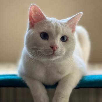 Domestic Short Hair Cats Available for Adoption - Timmy | PetCurious