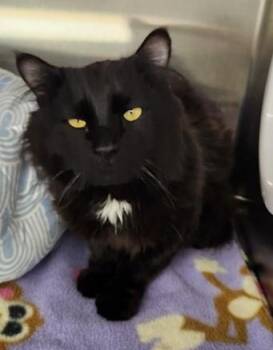 Rescue Domestic Long Hair Cats for Adoption in Butte, Montana - Kylo | PetCurious