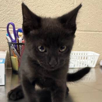 Peach -  Domestic Short Hair Cat for Adoption in Troy, Virginia - Peach | PetCurious