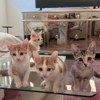 Joanie -  Domestic Short Hair Cat for Adoption in Los Angeles, California - Joanie | PetCurious