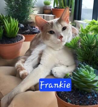 Rescue Domestic Short Hair Cats for Adoption in Jim Thorpe, Pennsylvania - Frankie | PetCurious