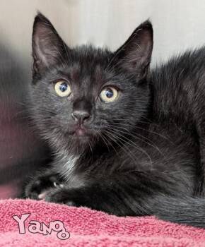 Yang (Blue Collar) -  Domestic Short Hair Cat for Adoption in Mason, Michigan - Yang (Blue Collar) | PetCurious