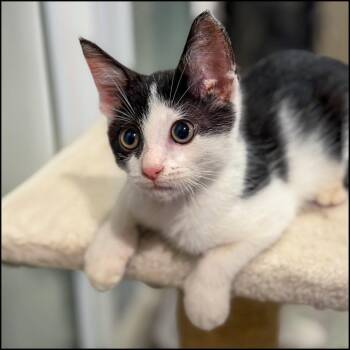 Hawkeye -  Domestic Short Hair Cat for Adoption in Roswell, Georgia - Hawkeye | PetCurious