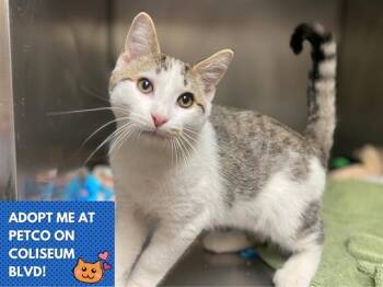 Domestic Short Hair Cats Available for Adoption - HATFIELD | PetCurious