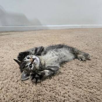 Aye Aye -  Domestic Short Hair Cat for Adoption in Wilmington, Delaware - Aye Aye | PetCurious