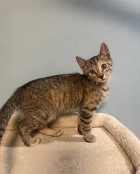 Sprout -  Domestic Short Hair Cat for Adoption in Clayton, New Jersey - Sprout | PetCurious