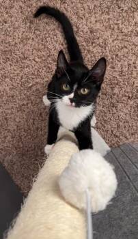 Zigwan -  Domestic Short Hair Cat for Adoption in Las Vegas, Nevada - Zigwan | PetCurious