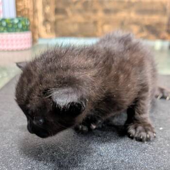 Inuyahsa -  Domestic Short Hair Cat for Adoption in Chico, California - Inuyahsa | PetCurious