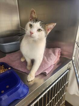 Rescue Domestic Short Hair Cats for Adoption in Mocksville, North Carolina - Rooster | PetCurious