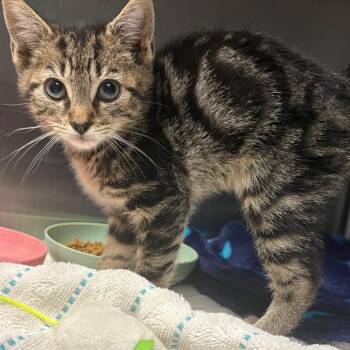 Monte -  Domestic Short Hair Cat for Adoption in East Hanover, New Jersey - Monte | PetCurious