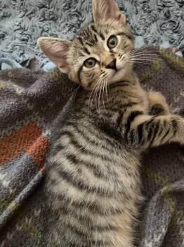 Rescue Domestic Short Hair Cats for Adoption in Washburn, Wisconsin - Caraway | PetCurious