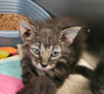 Turkey Foot 2(Thunder Chicken) -  Domestic Short Hair Cat for Adoption in Mocksville, North Carolina - Turkey Foot 2(Thunder Chicken) | PetCurious