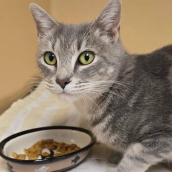 Artemisia -  Domestic Short Hair Cat for Adoption in East Hanover, New Jersey - Artemisia | PetCurious
