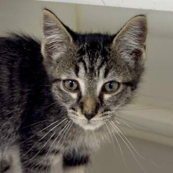 Grace -  Domestic Short Hair Cat for Adoption in Reisterstown, Maryland - Grace | PetCurious