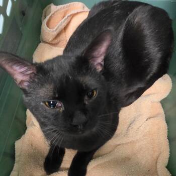 Dylan -  Domestic Short Hair Cat for Adoption in Leander, Texas - Dylan | PetCurious