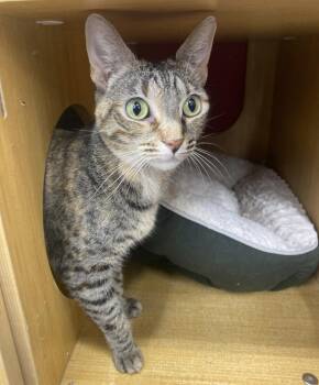 Rescue Domestic Short Hair Cats for Adoption in West Hollywood, California - Lucia | PetCurious