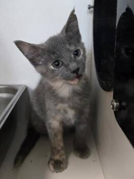Triceratops -  Domestic Short Hair Cat for Adoption in Savannah, Georgia - Triceratops | PetCurious