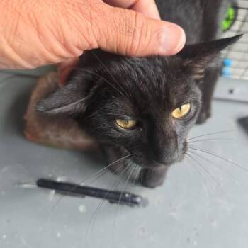 Blackie -  American Shorthair and Domestic Short Hair Cat for Adoption in Oceanside, New York - Blackie | PetCurious