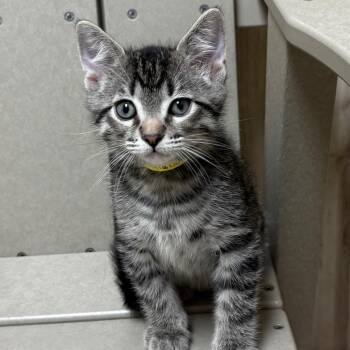 Alexander The Great -  Domestic Short Hair Cat for Adoption in Dekalb, Illinois - Alexander The Great | PetCurious