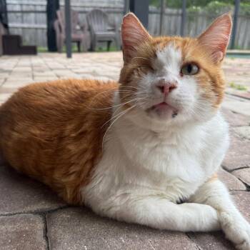 Griffin -  Domestic Short Hair Cat for Adoption in Orlando, Florida - Griffin | PetCurious