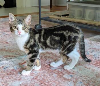 Leroy -  Domestic Short Hair and Tabby Cat for Adoption in Greensboro, North Carolina - Leroy | PetCurious