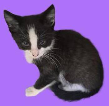 CoffeeBean -  Domestic Short Hair Cat for Adoption in Simcoe, Ontario - CoffeeBean | PetCurious
