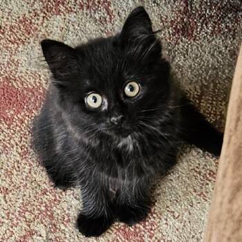 Mr. Putt -  Domestic Medium Hair Cat for Adoption in Traverse City, Michigan - Mr. Putt | PetCurious