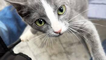Milo -  Domestic Short Hair Cat for Adoption in Elkins, West Virginia - Milo | PetCurious