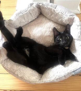 Rescue Domestic Short Hair Cats for Adoption in Chicago, Illinois - Akari (& Brave) | PetCurious