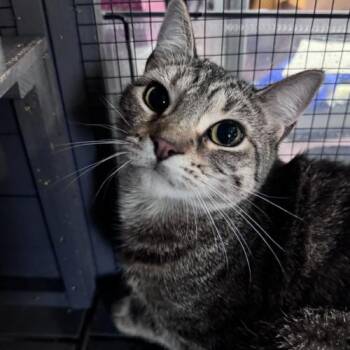 Domestic Short Hair Cats Available for Adoption - Symphony | PetCurious