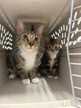 Arugula -  Domestic Short Hair Cat for Adoption in Bloomington, Indiana - Arugula | PetCurious