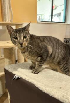 Rescue Domestic Short Hair Cats for Adoption in Boca Raton, Florida - Trevor 2223 | PetCurious