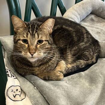 Minestrone -  Domestic Short Hair Cat for Adoption in Chicago, Illinois - Minestrone | PetCurious