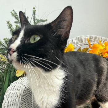 Land Rover MOM 56264 -  Domestic Short Hair Cat for Adoption in Eaton Rapids, Michigan - Land Rover MOM 56264 | PetCurious