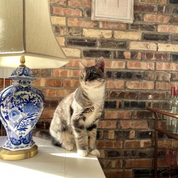 Domestic Short Hair Cats Available for Adoption in Chicago, Illinois - Anchovy | PetCurious