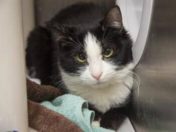 Domestic Short Hair Cats Available for Adoption in Phoenix, Arizona - LILY | PetCurious