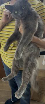 Mint -  Domestic Medium Hair Cat for Adoption in San Diego, California - Mint | PetCurious